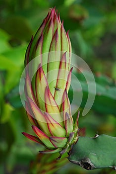 Young dragon fruit on a tree.