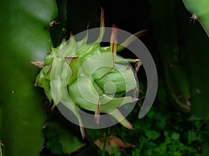 young dragon fruit on the tree