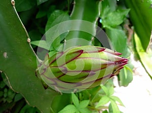 young dragon fruit on the tree