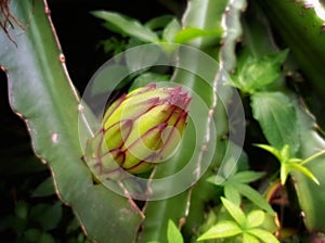 young dragon fruit on the tree