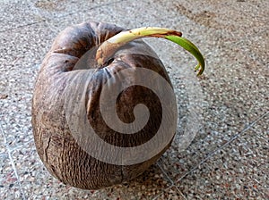 young dragon fruit on the tree
