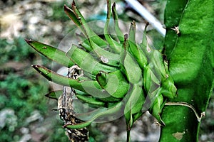 young dragon fruit