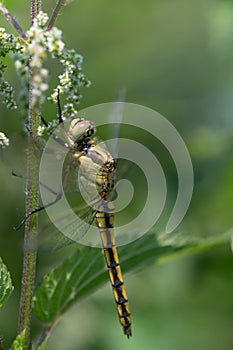 a young dragonfly with a yellow body and dark stripes, perches on the branch of a flowering nettle. The