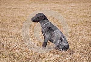 The young drahthaar on a natural background photo