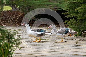 Young drake Muscovy duck, green wings, red wattles on face walking in garden in Tasmania, Australia