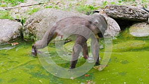 Young drill monkey looking for food on the water surface, Mandrillus leucophaeus