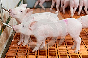 Young drinking piglet at pig farm photo