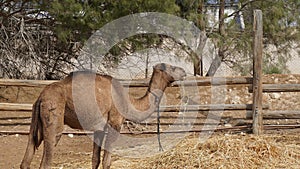 A  young  dromedary, Camelus dromedarius, also called Arabian camel, one-humped camel