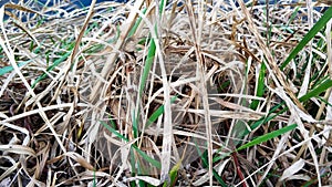 Young and dry grass near the lake closeup
