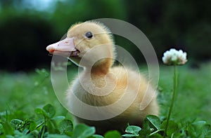 Young duck