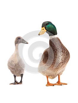 Young duck and brown standing beautiful white duck isolated