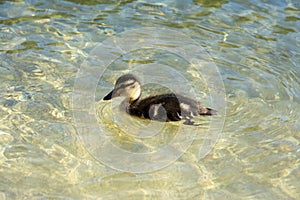 Young duck floating on the surface of a shallow lake