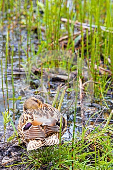 young duck hides its beak in feathers.