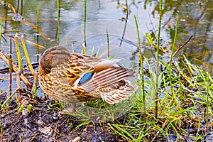 young duck hides its beak in feathers