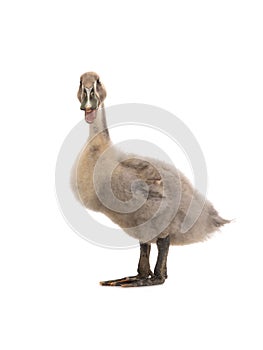 Young duck isolated on white background