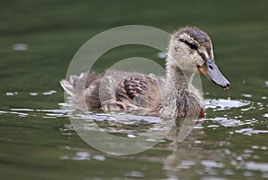 Young Duck in nature, outdoor