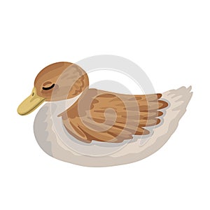 Young duck is sleeping. Vector isolated illustration