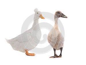 Young duck and standing beautiful white duck isolated