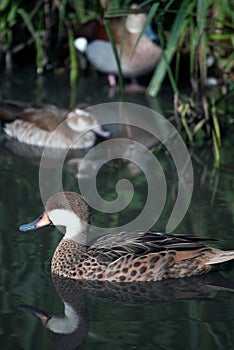 Young duck swimming with his friends