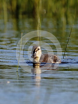 A young duck swims on the lake`s surface in a very contrasting backlight.