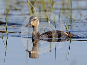 A young duck swims on the lake`s surface in a very contrasting backlight.