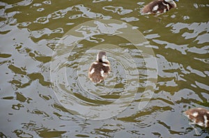 Young duck walking at river Main