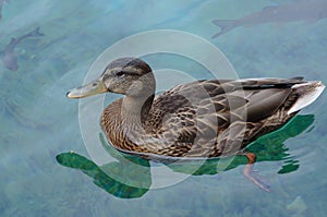 A young duck on the water