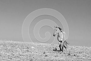 Young dun wild horse mare on mountain ridge on Pryor Mountain on the border of Wyoming Montana in the USA