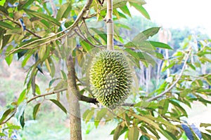 Young durian