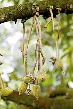 Young durian