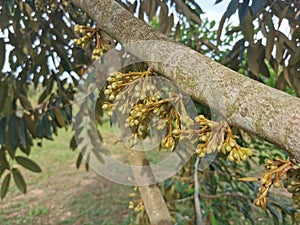 young durian flower set develop in season