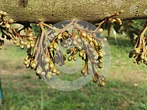 young durian flower set develop in season