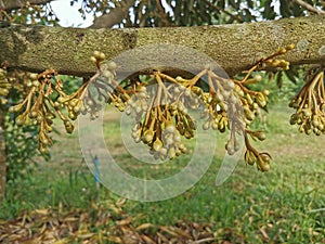 young durian flower set develop in season