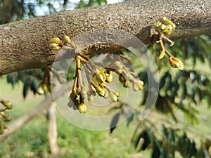 young durian flower set develop in season