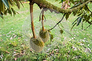 The young durian fruit