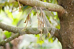 Young durian fruit on tree
