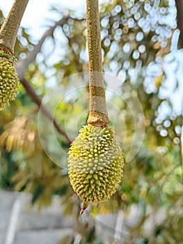 Young Durian Musangking Fruit