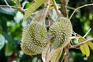 Young durian