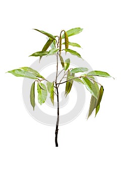 Young Durian tree isolated