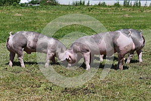 Young duroc pigs on the meadow at animal farm summertime