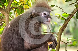 Young dusky leaf monkey in the forest up on a tree