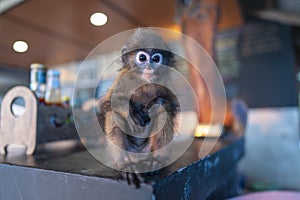 Young Dusky leaf monkey or spectacled leaf monkey is sitting in beach cafe , Thailand, close up