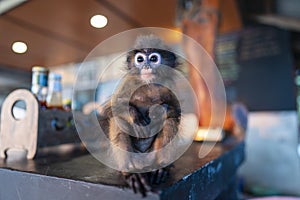 Young Dusky leaf monkey or spectacled leaf monkey is sitting in beach cafe , Thailand, close up