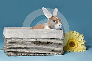 Young mini-lop rabbit in basket