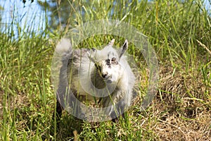 Young dwarf goat eating