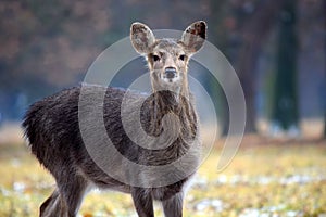 Young Dybowskii Female Deer in the Forest Winter