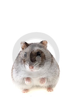 Young dzungarian hamster