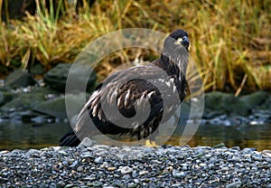 Young eagle