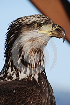 Young Eagle