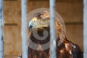 Young eagle behind bars at the zoo